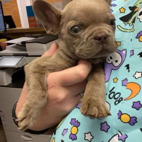 Brown Puppy Being Held at Ferry Farm Animal Clinic